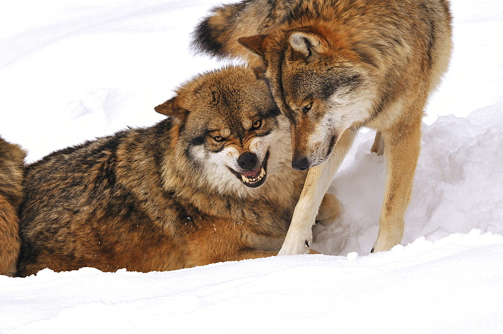 European wolf rank oriented behaviour of wolves rank order Germany Animals