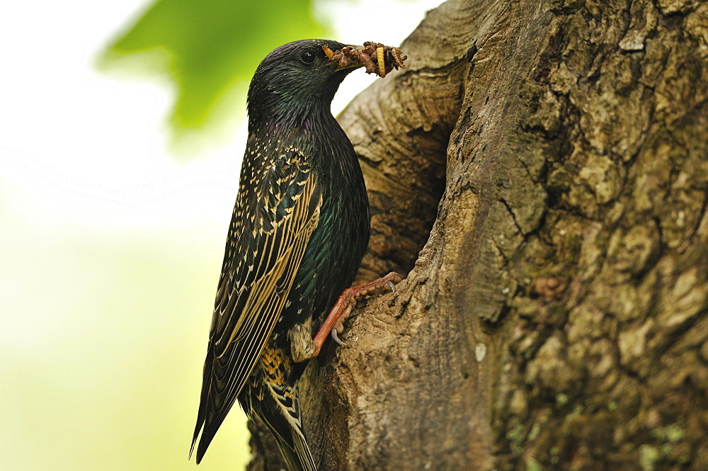 starling or European Starling adult starling feeding young in nest in tree hole Germany Animals