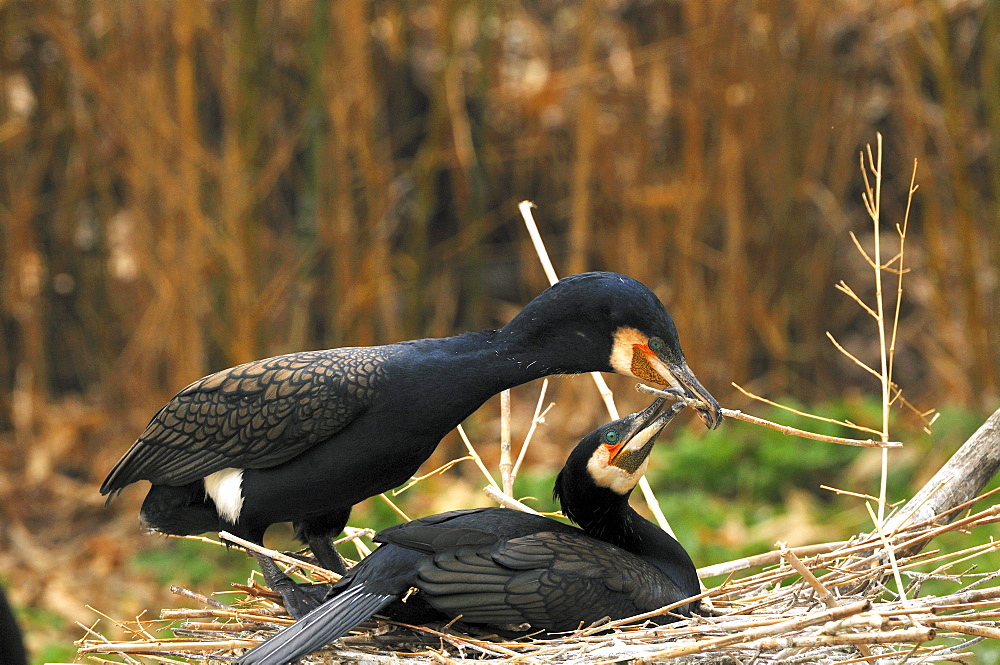 black cormorant breeding pair cormorants at nest Germany Animals