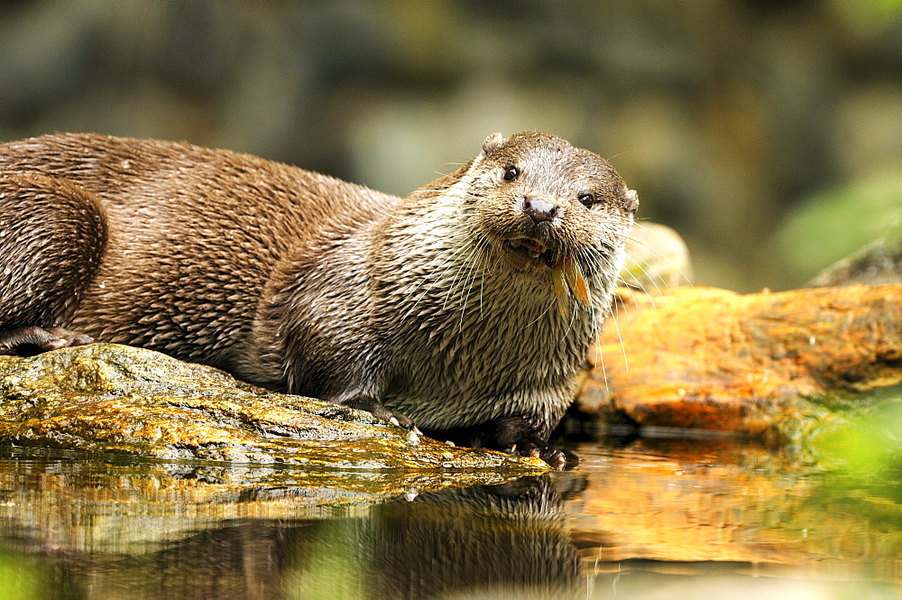 European otter otter fishing at lake in spring Germany Animals