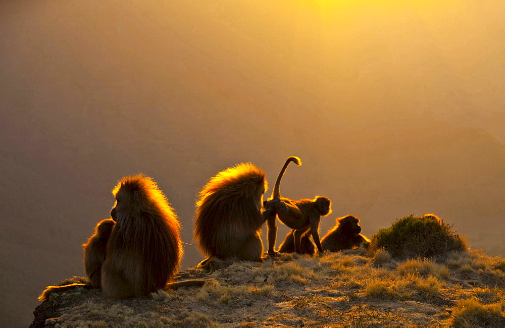 gelada baboon backlit baboon group with young Simien Mountains National Park Ethiopia Africa Animals