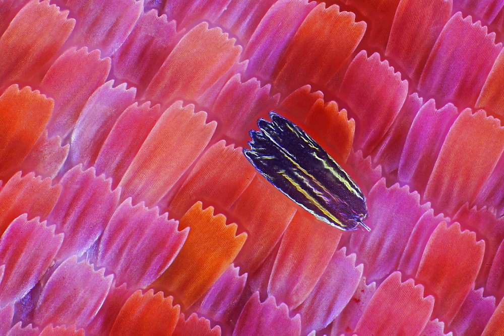 peacock wing scales of peacock butterfly close-up detail microscopy