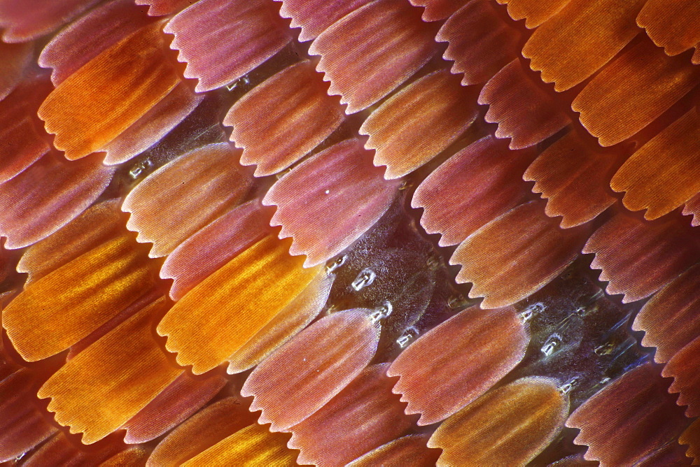 peacock wing scales of peacock butterfly close-up detail microscopy