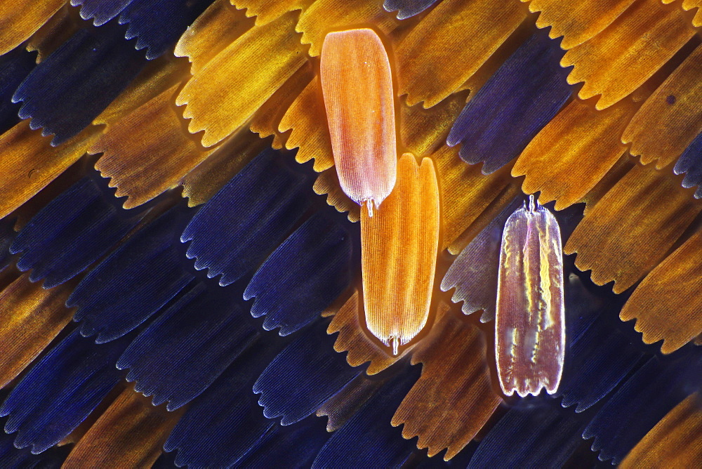 peacock wing scales of peacock butterfly close-up detail microscopy