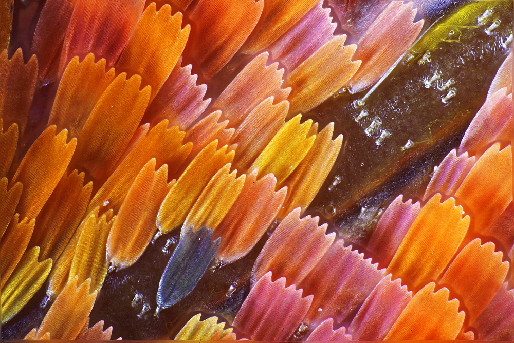 peacock wing scales of peacock butterfly close-up detail microscopy