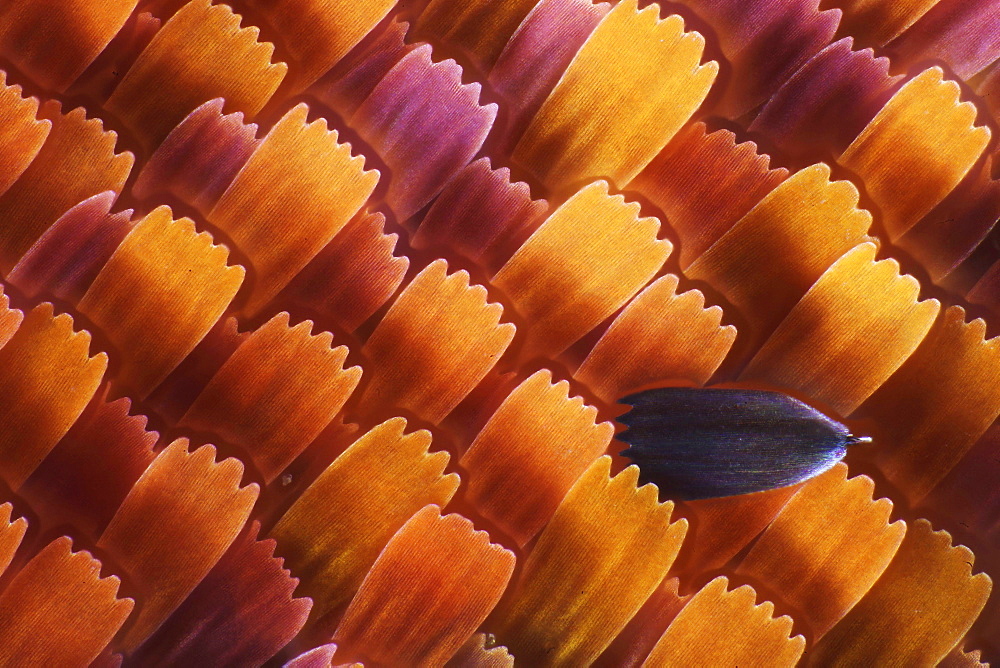 peacock wing scales of peacock butterfly close-up detail microscopy