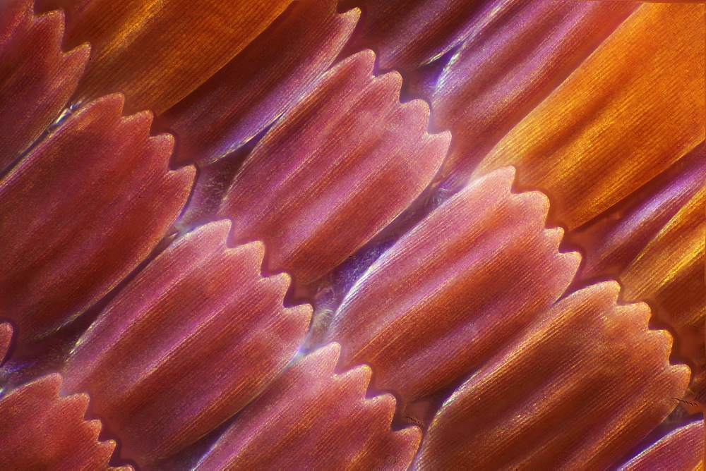 peacock wing scales of peacock butterfly close-up detail microscopy