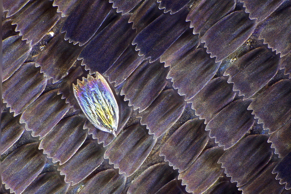 peacock wing scales of peacock butterfly close-up detail microscopy