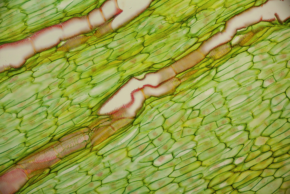 section root horseradish bright field microscopy