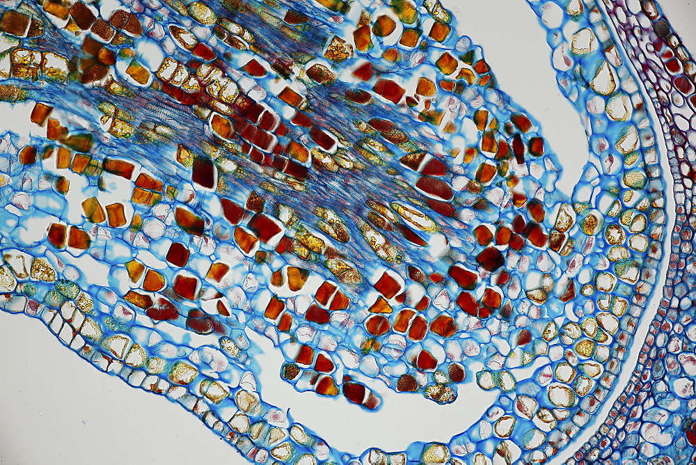 section laurel bright field microscopy