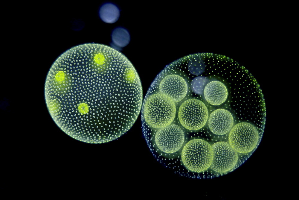 globular alga volvox dark field microscopy