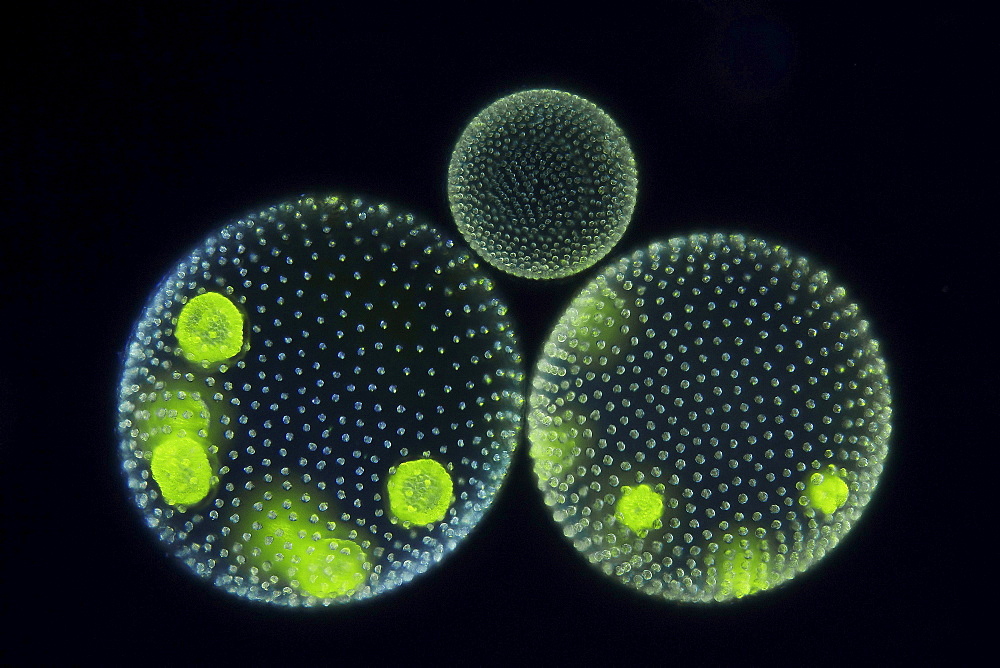 globular alga volvox dark field microscopy