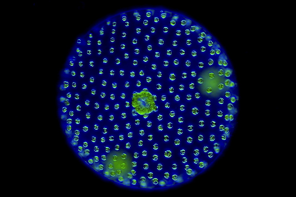 globular alga volvox dark field microscopy