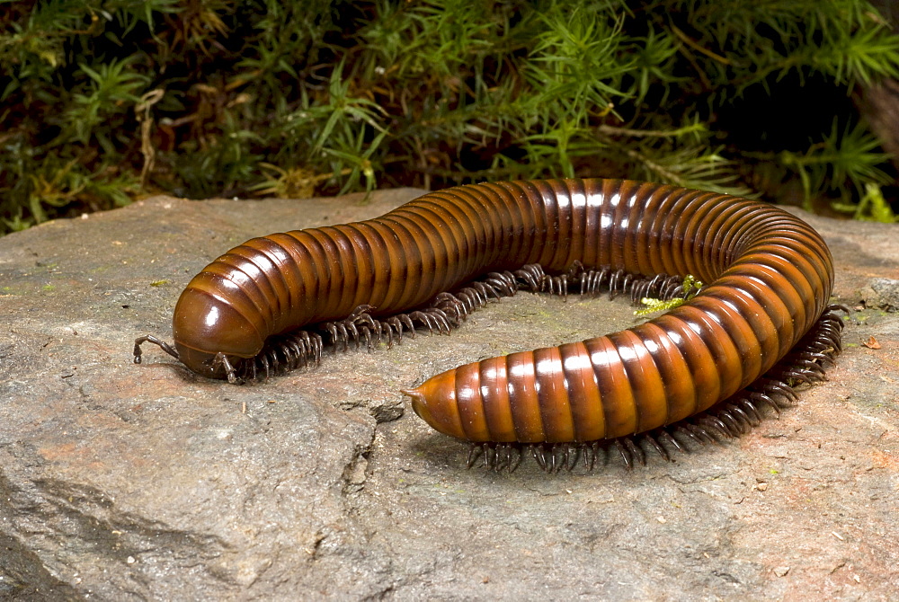 millipedes Millipede on stone portrait