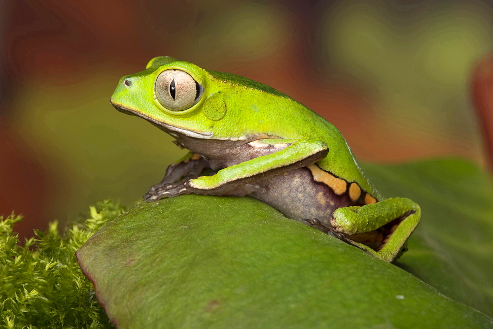 white lined leaf frog white lined leaf frog sitting on leaf portrait