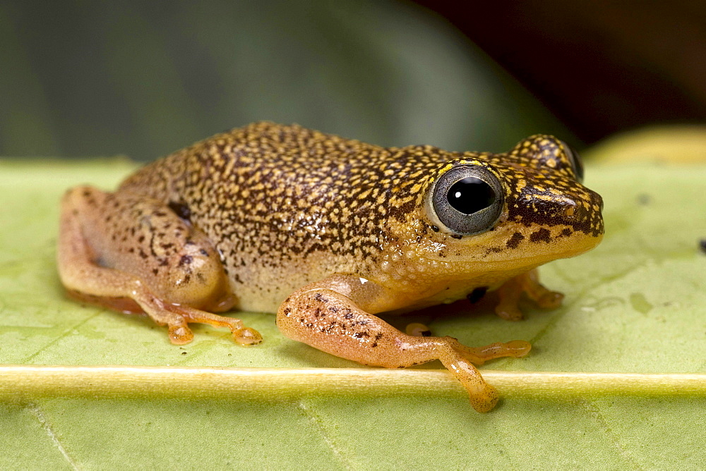 spotted reed frog spotted reed frog sitting on leaf portrait