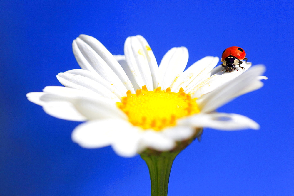 two-spotted ladybird or two-spotted lady beetle ladybird on marguerite blossom close up view portrait