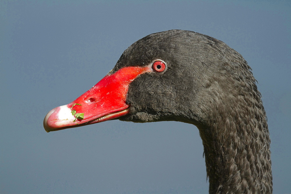 black swan black swan head portrait