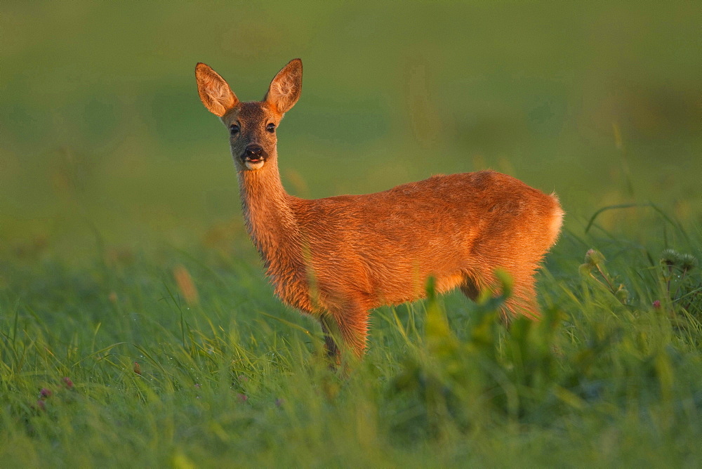 roe deer female roe deer standing in grass portrait