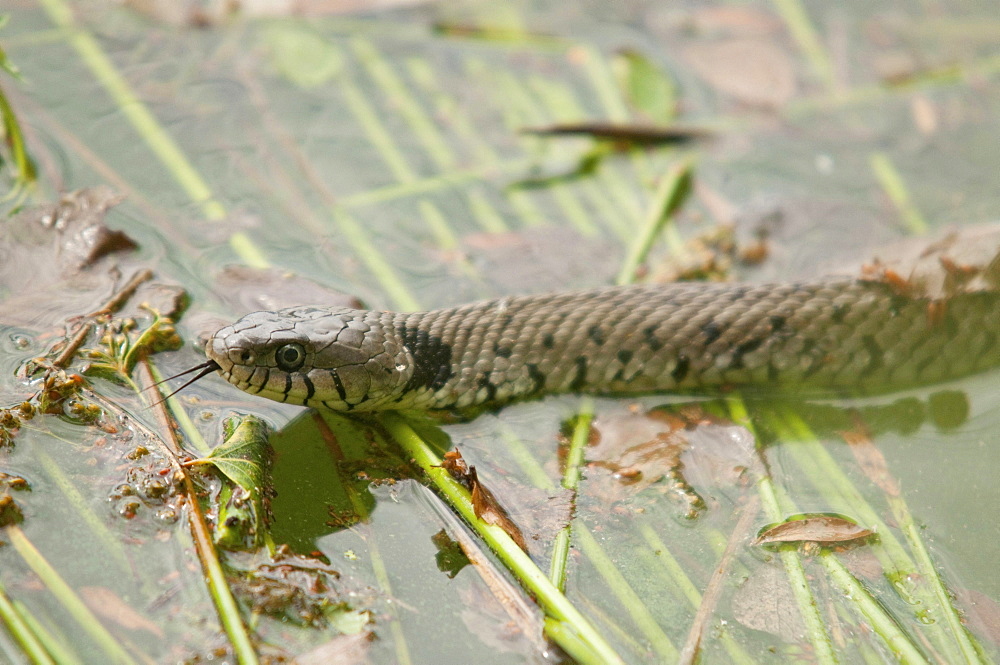 ringed snake or grass snake snake swimming in pond