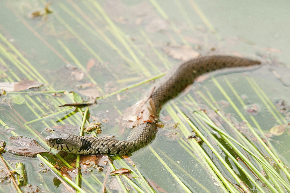 ringed snake or grass snake snake swimming in pond