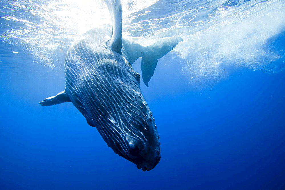 humpback whale whale calf leaves it's mother for a close look at the camera Hawaii