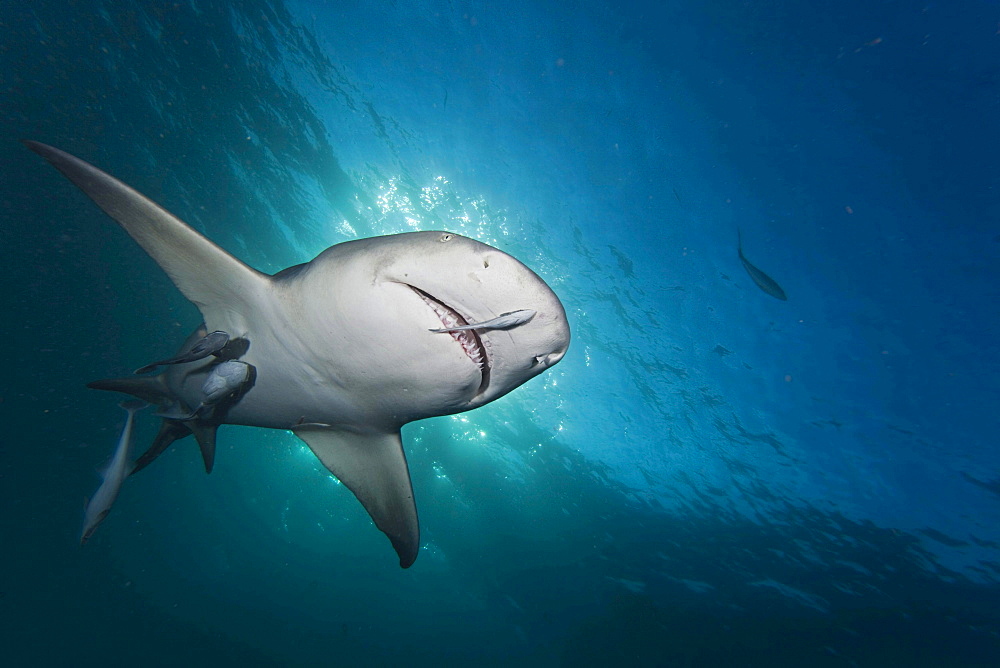 lemon shark late day light and a shark underwater with remoras West End Grand Bahamas Atlantic Ocean