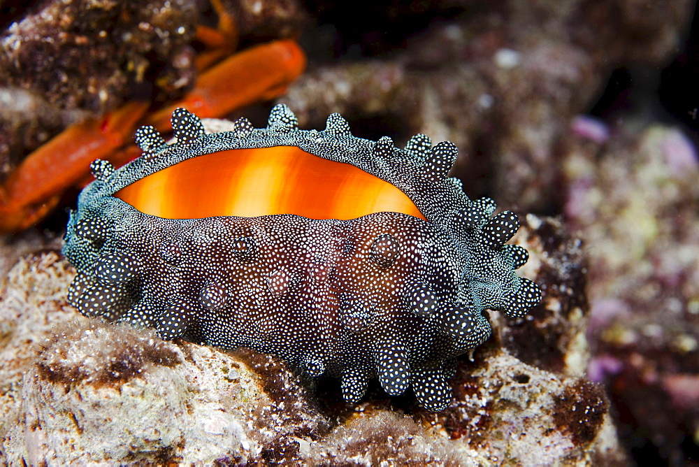 mole cowry cowry with mantle partially covering the shell at night underwater Hawaii