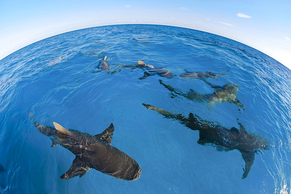 lemon shark fisheye lens view of sharks attracted to the boat with bait West End Grand Bahamas