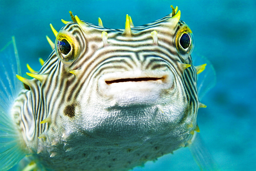 web burrfish burrfish underwater Florida USA