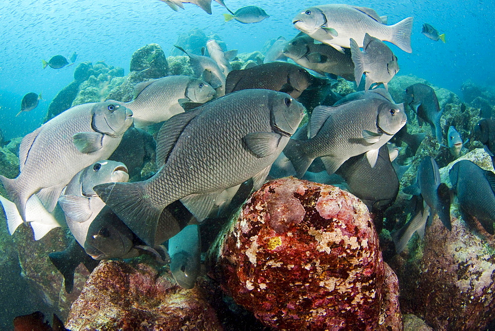 dusky sea chub or porgy schooling dusky chub underwater Galapagos Ecuador