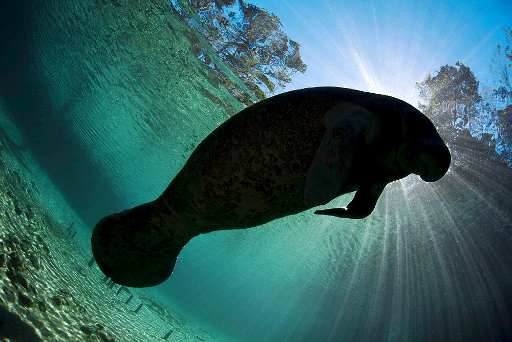 Florida manatee Endangered Florida Manatee Trichechus manatus latirostris silhouetted against the sun at Three Sisters Spring in Crystal River Florida USA The Florida Manatee is a subspecies of the West Indian Manatee