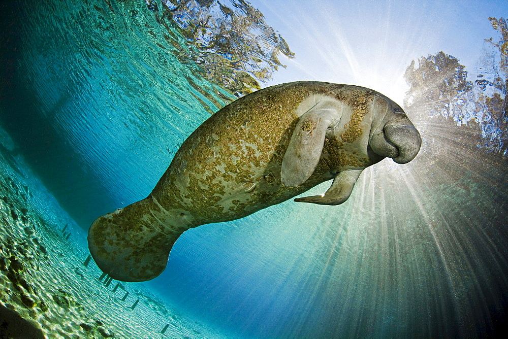 Florida manatee Endangered Florida Manatee Trichechus manatus latirostris at Three Sisters Spring in Crystal River Florida USA The Florida Manatee is a subspecies of the West Indian Manatee