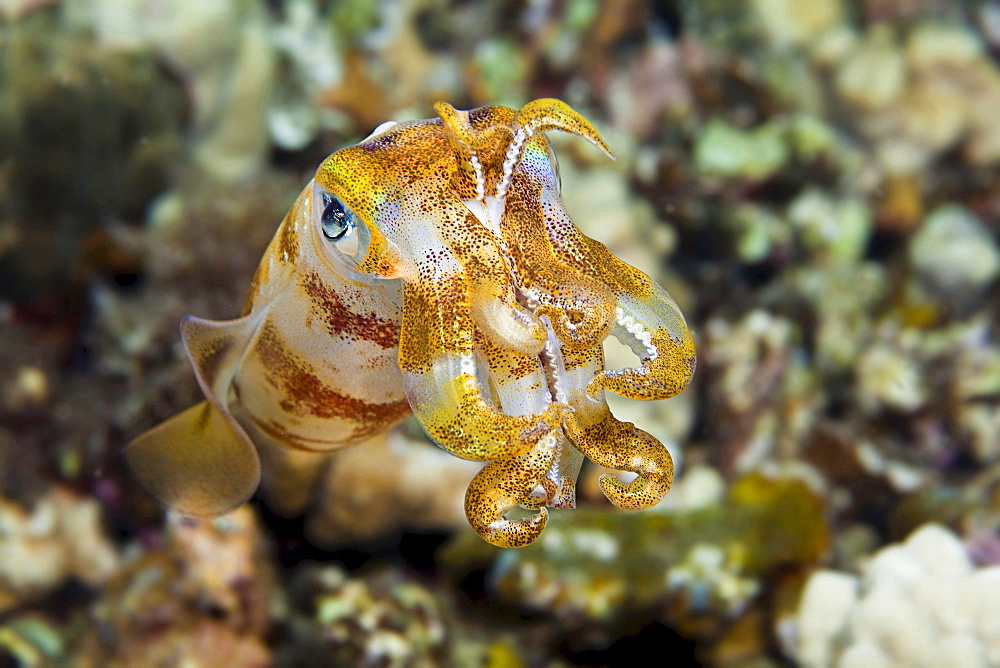 bigfin reef squid The male oval squid Sepioteuthis lessoniana can reach 14 inches in length Hawaii