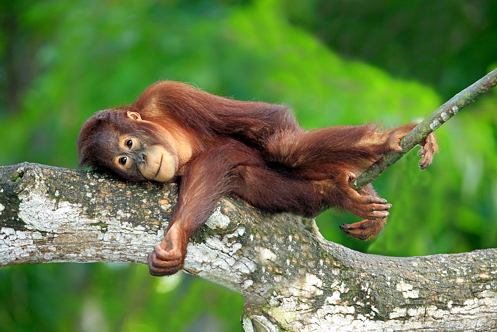 orang utan young Orang utan lying resting on branch portrait