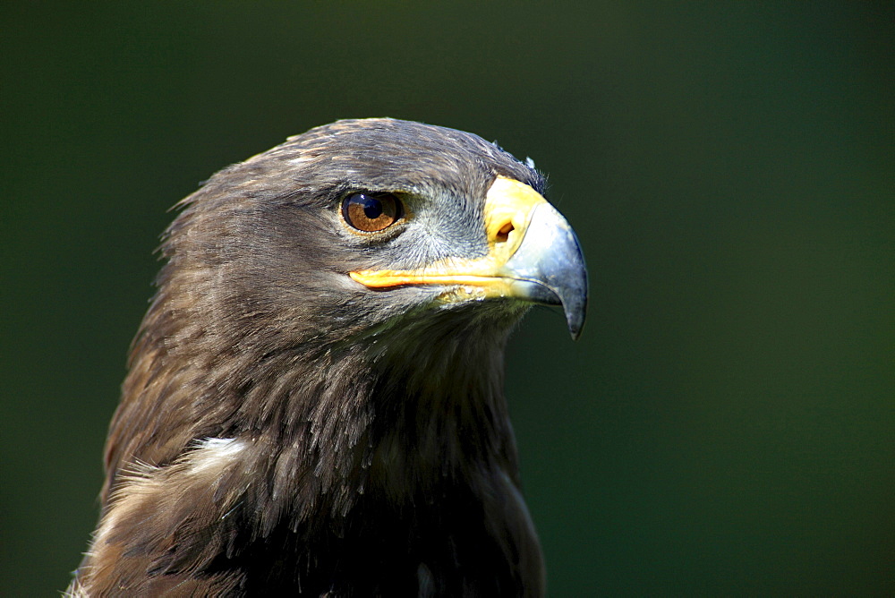 steppe eagle steppe eagle head portrait front view Germany