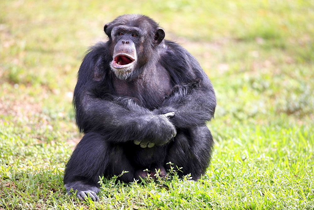 chimpanzee male chimpanzee sitting yawning in grass portrait