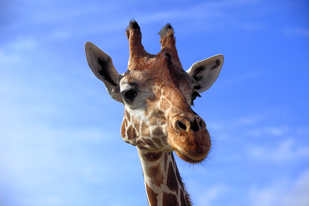 reticulated giraffe reticulated giraffe head portrait front view Africa