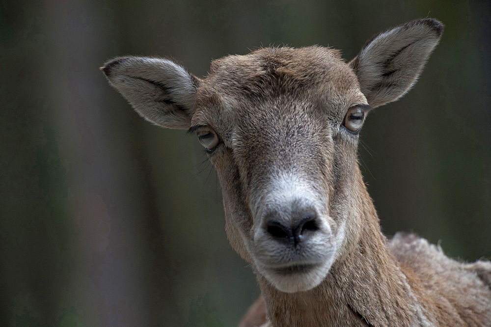 European mouflon mouflon female portrait