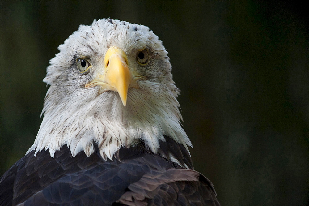 bald eagle portrait eagle eye contact