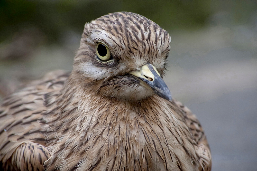 common thick-knee or stone curlew thick-knee portrait eye contact