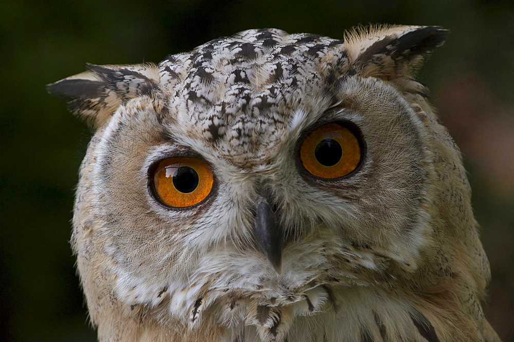 Northern eagle owl Turkoman eagle owl portait eye contact