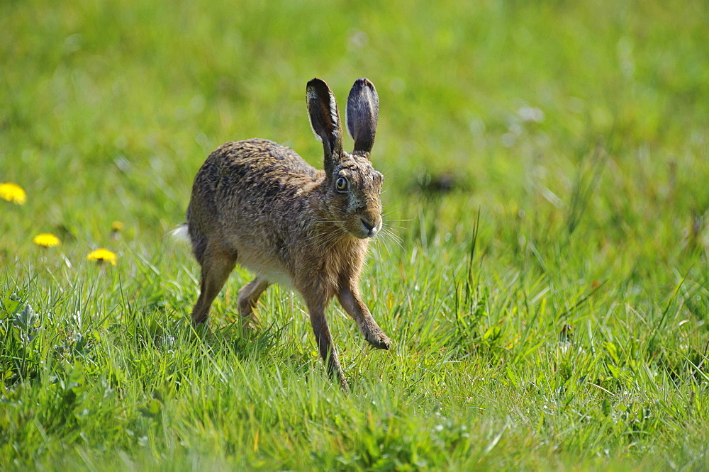 European hare European hare running across meadow portrait side view