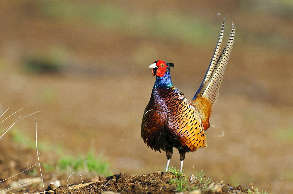 ring-necked pheasant male ring-necked pheasant standing in mating season behavior portrait