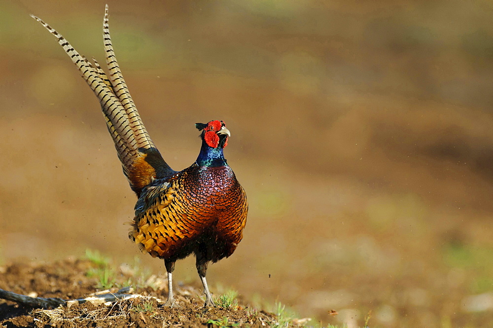 ring-necked pheasant male ring-necked pheasant standing in mating season behavior portrait