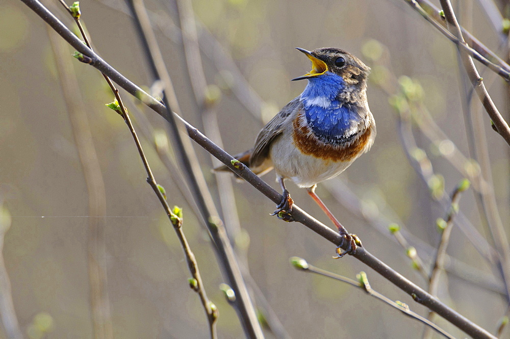 bluethroat male bluethroat sitting calling on twig portrait