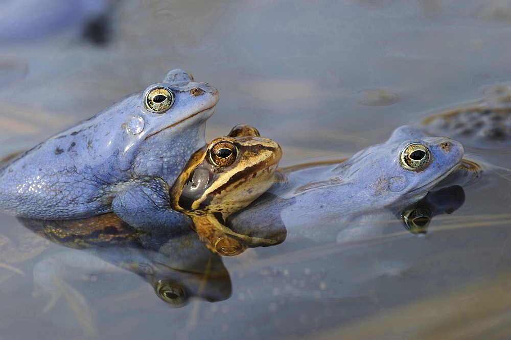 moor frog mating moor frogs in water of pond behavior