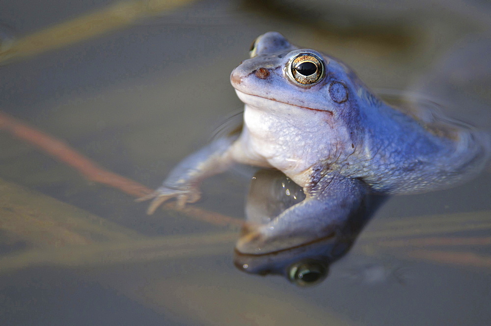 moor frog male moor frog blue colored sitting in water of pond portrait mating behavior