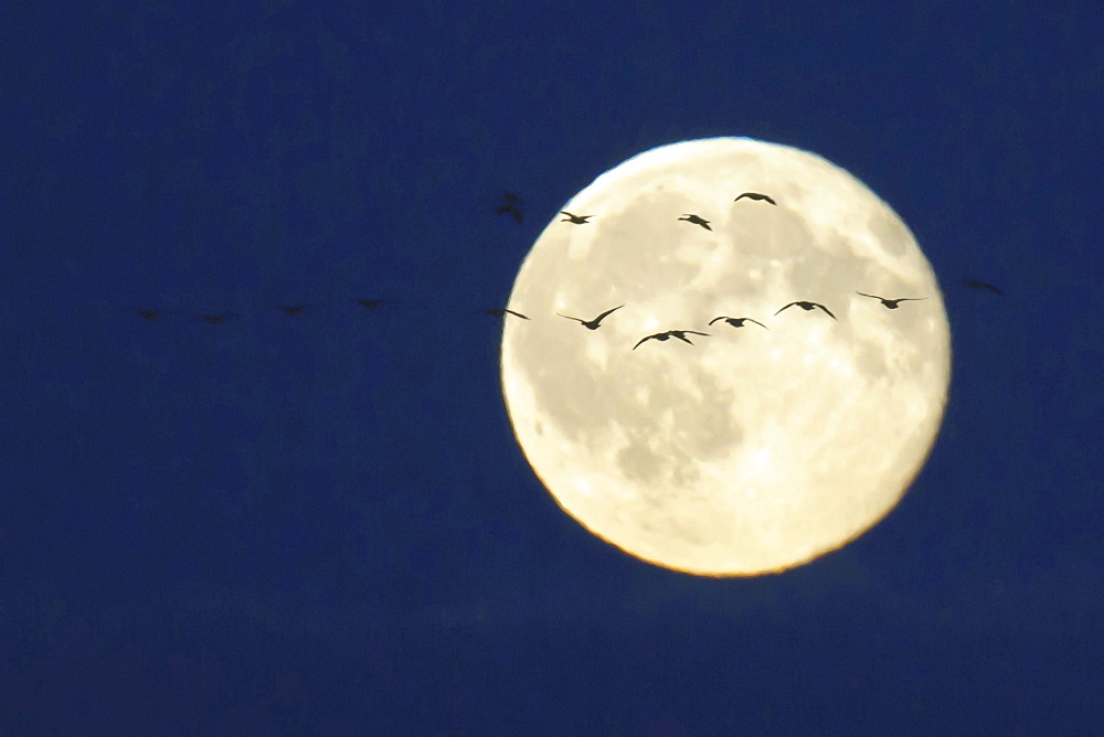 goose group of geese flying in front of full moon mood
