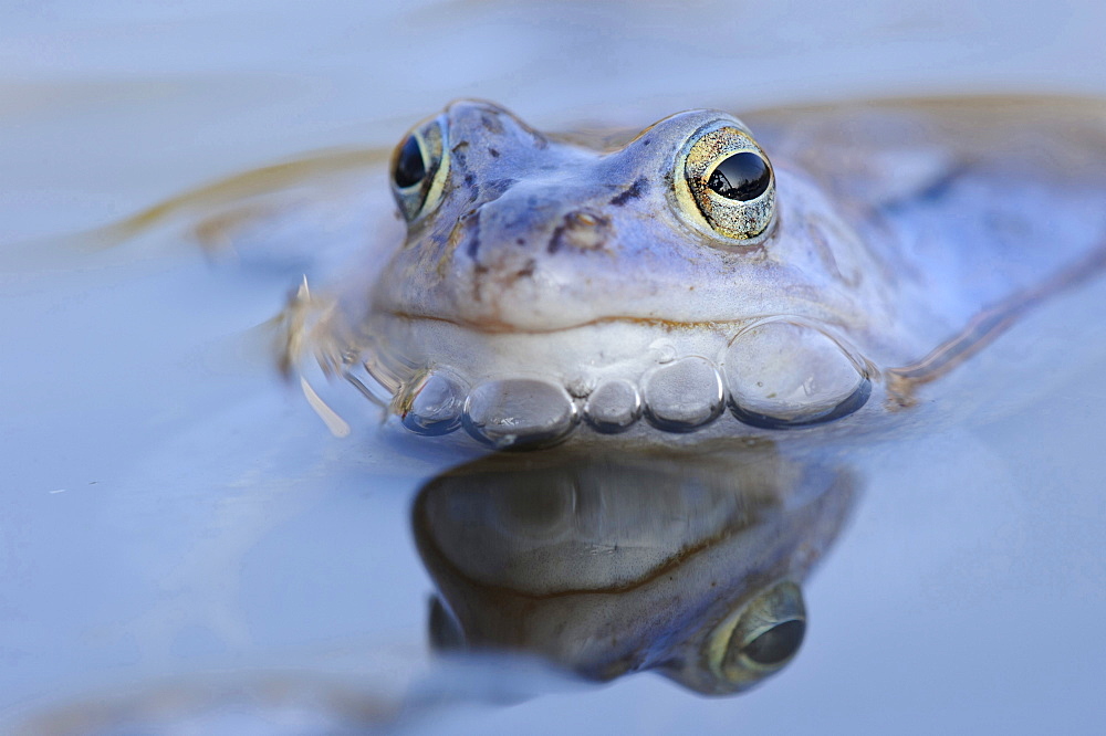 moor frog male moor frog blue colored sitting in water of pond portrait mating behavior